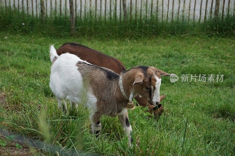 It is believed that Alpine goats come from the French historical region of Savoy, located at the foot of the Alps and partly right in the Alps. But this area connects the borders of three countries at the same time – France, Italy and Switzerland.
